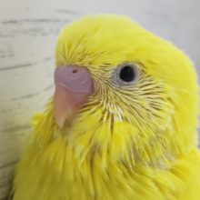 真っ黄色のボディ🟡　セキセイインコ(ダブルファクター)
