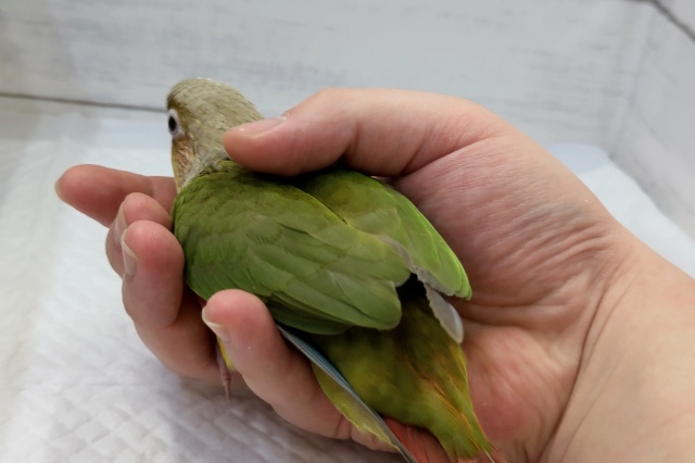 ホオミドリウロコインコ