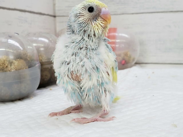 セキセイインコ