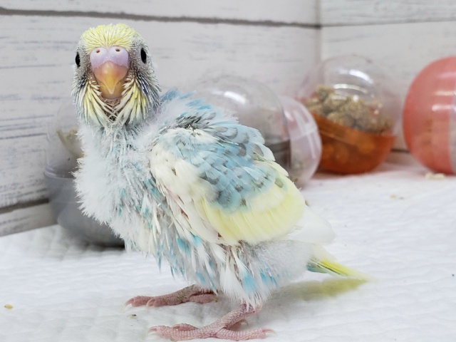 セキセイインコ