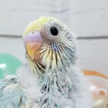 人気のセキセイパステルレインボーパイド入荷です
