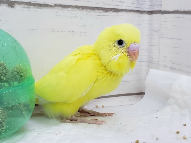 セキセイインコ