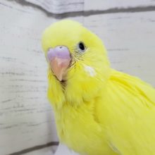 全身真っ黄色。セキセイインコダブルファクター入荷