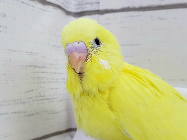 全身真っ黄色。セキセイインコダブルファクター入荷