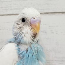 くっきり綺麗なスパングルパイドのセキセイ入荷です
