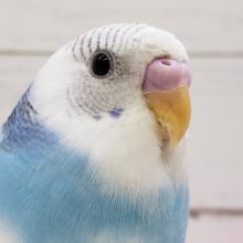 カキカキ好きだよ。セキセイインコパイド