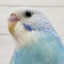 カキカキ大好き！ベタなれセキセイインコ