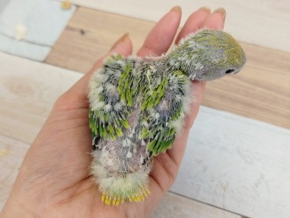 コザクラインコ（小桜インコ）