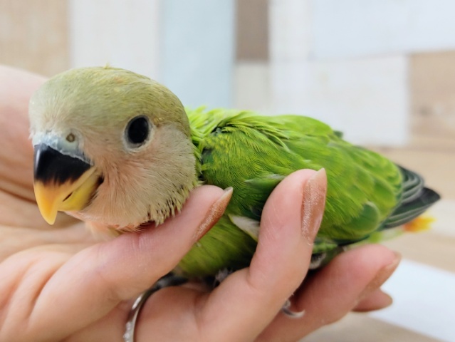 コザクラインコ（小桜インコ）