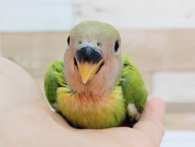 コザクラインコ（小桜インコ）