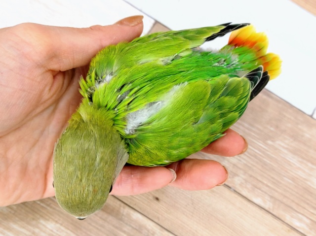 コザクラインコ（小桜インコ）