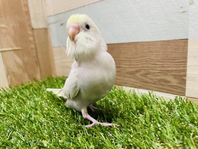 活発な元気っ仔なヒナさん☆セキセイインコのイエローフェイスライラックカラー！