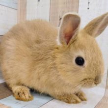 パリモグ☆オレンジドワーフラビット♪