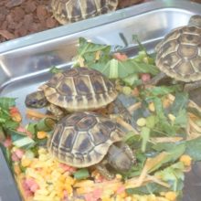 爬虫類いっぱい！　4/23.24限定イベント☆