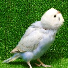 個性ヒカル　つむじちゃんがココにーー　セキセイインコ　パステルレインボー〜〜