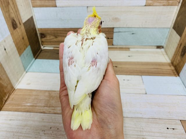 オカメインコ