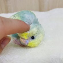 カキカキしてくださいな☆　セキセイインコ　パステルレインボースパングルパイド