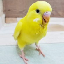セキセイインコ　ダブルファクターがきてくれました～！