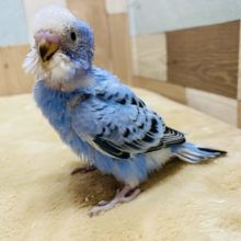 元気いっぱいのセキセイインコ！爽やかブルーのオパーリン♪