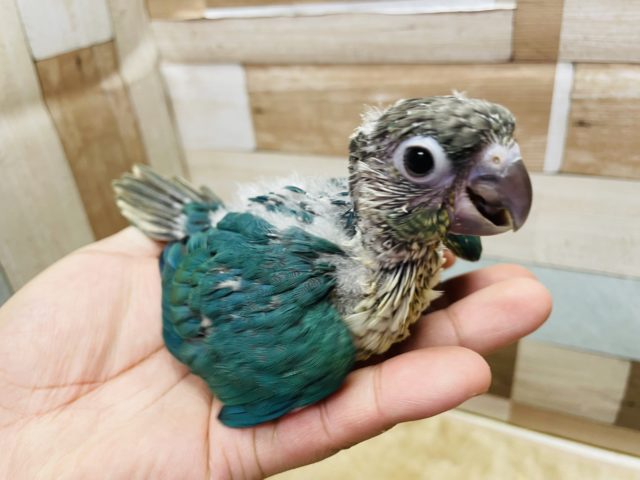 ホオミドリウロコインコ