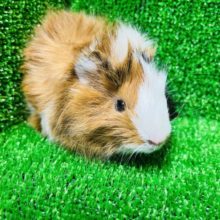 モヒカン！？寝癖！？なアビシニアンモルモット(女の子)