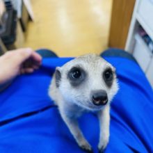 ベタ馴れ甘えん坊な男の子☆ミーアキャット！