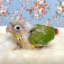 ウロコインコ  パイナップル  4/5