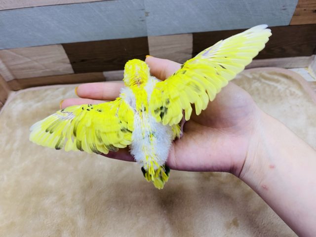 セキセイインコ