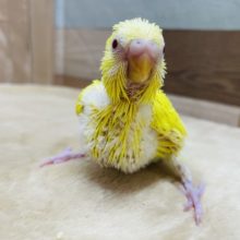 元気っ子カラーのヒナさんです☆セキセイインコのルチノーカラー！