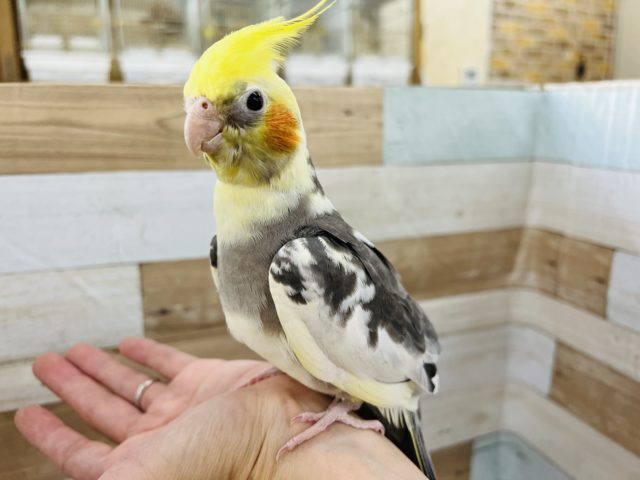 ベタなれ♡オカメインコパイド