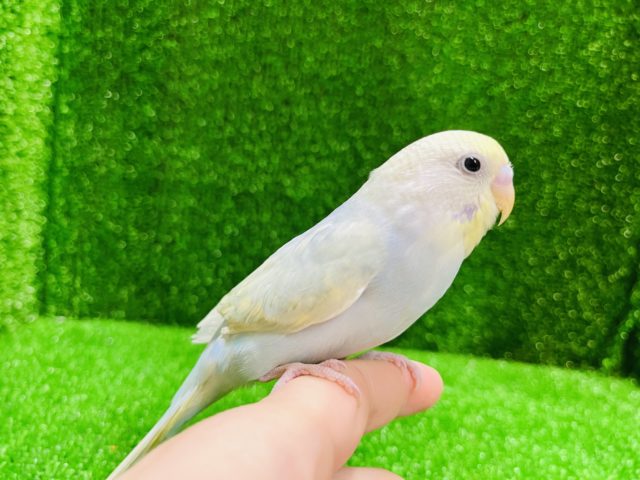 淡〜い色がキレイ✨セキセイインコ(パステルオパーリン)