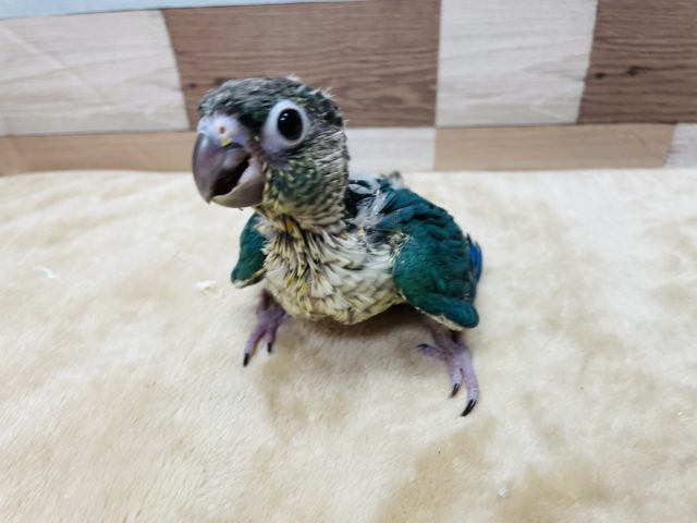 ホオミドリウロコインコ