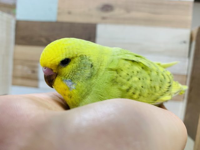 久々に来ました！頭おっきいジャンボセキセイインコ(スパングル)さん♪