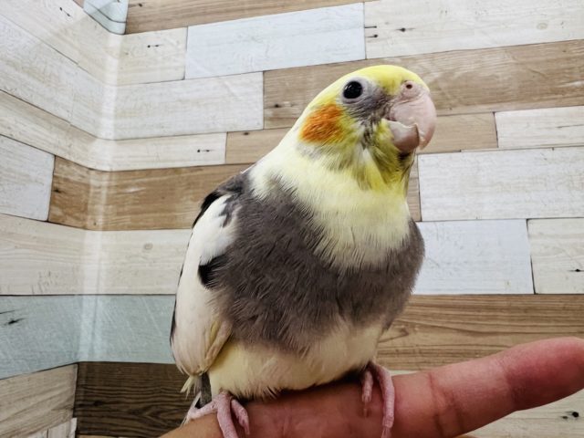 オカメインコ