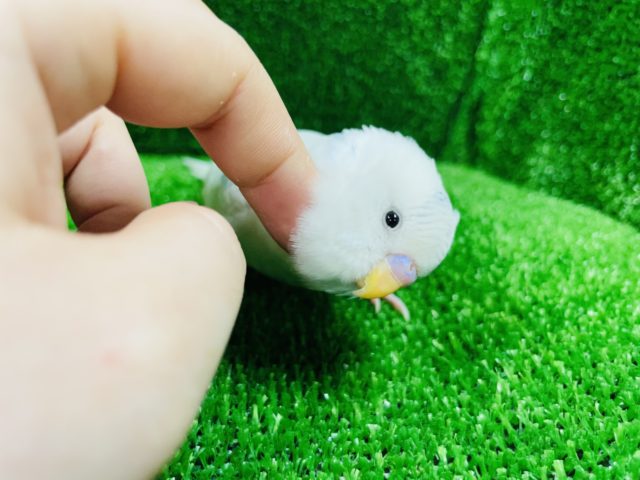 お顔に着地！？セキセイインコ(ハルクイン)