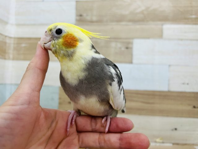 オカメインコ