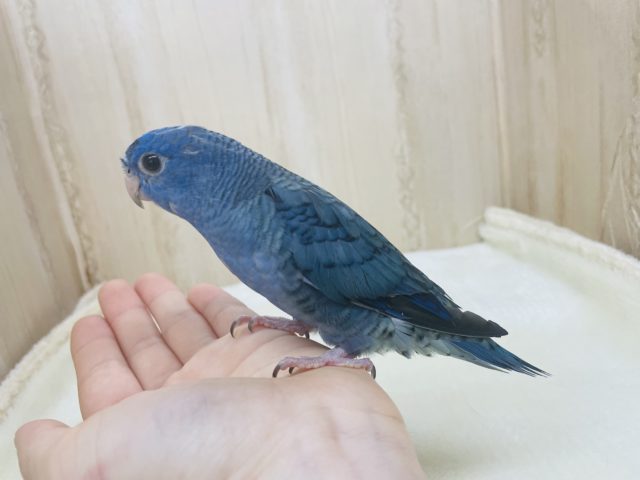 サザナミインコ