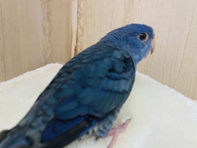 サザナミインコ