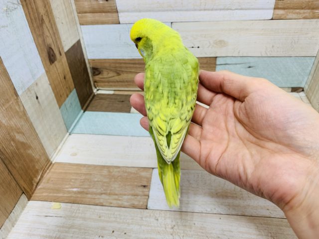 セキセイインコ