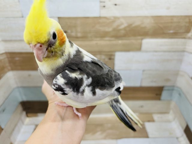 オカメインコ