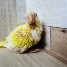 つんぽや♪ルチノーセキセイインコ☆