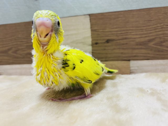 セキセイインコ