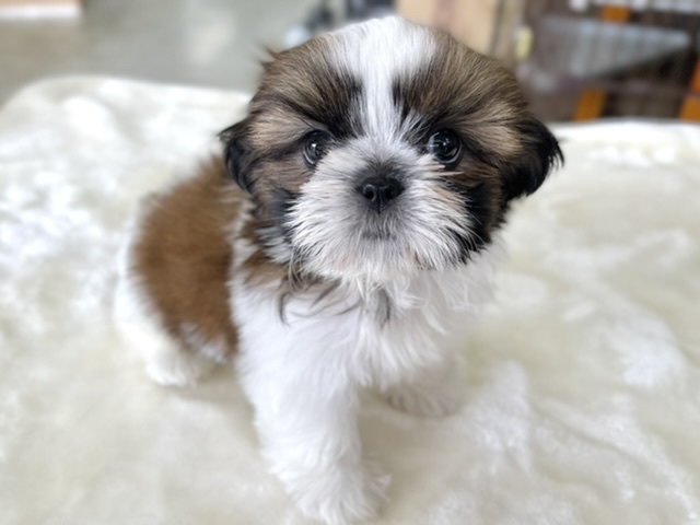 シーズー ホワイト ゴールド 22年2月27日生まれ 女の子 東京からもほど近い 千葉県 神奈川県 埼玉県でシーズー を販売するペットショップ シーズー ホワイト ゴールド 22年2月27日生まれ 女の子 東京からもほど近い 千葉県 神奈川県 埼玉県でシーズー を販売するペットショップ