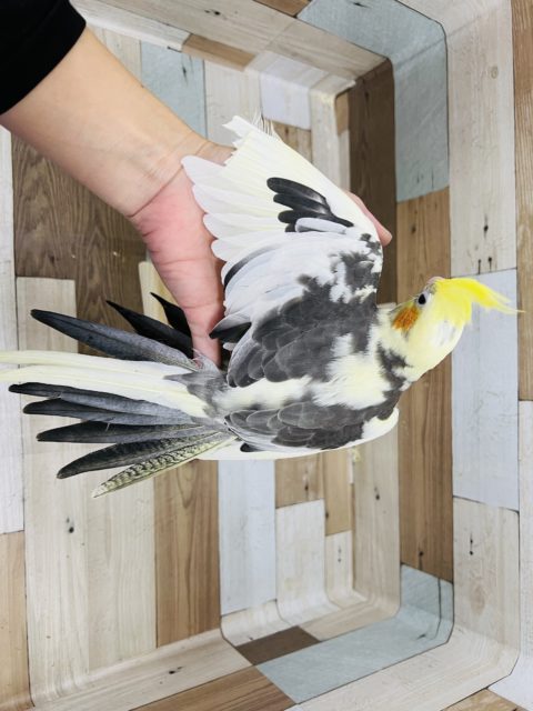 オカメインコ