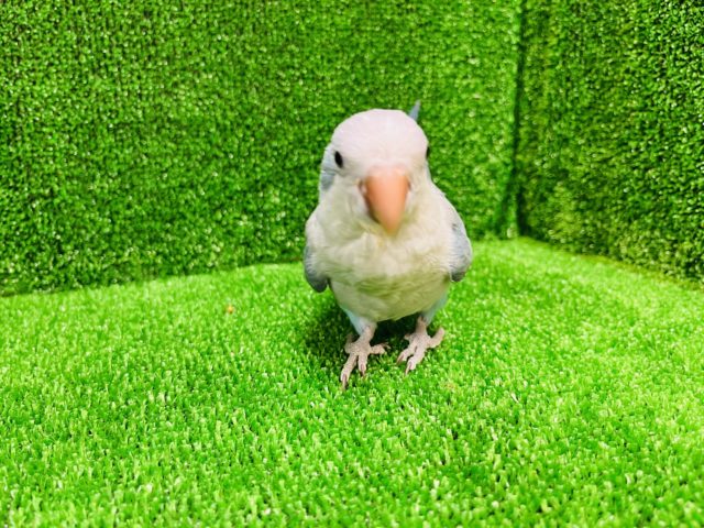 オキナインコ