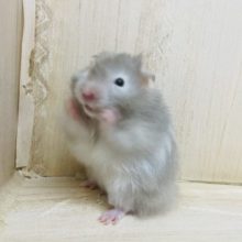 自由気ままに〜♪  セーブルハムスター！！！