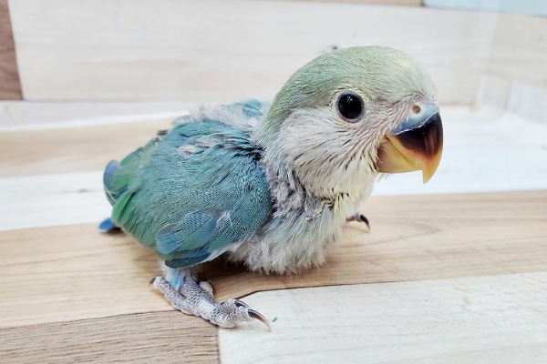 コザクラインコ　ブルーチェリーがやってきた～～！