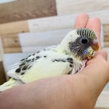 手にピトッ♡セキセイインコ(クリームハルクイン)さん☆