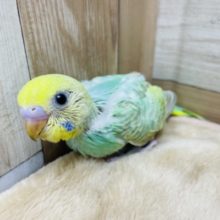 クリクリおめめが可愛いです♡セキセイインコのパステルカラーレインボー！