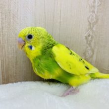 元気にかまって！ぐんぐん成長　セキセイインコ　パイド